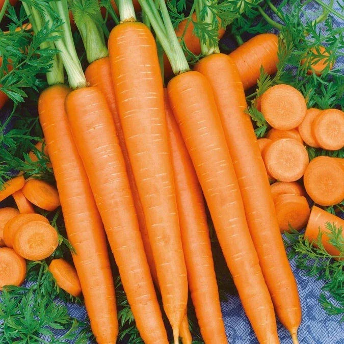 Imperator 58 Carrot Seeds - 200+ Non-GMO Heirloom - Daucus carota - Organic Vegetable Gardening