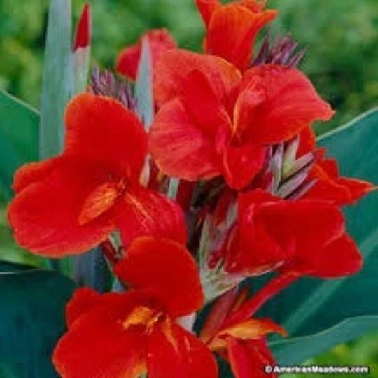 Red Canna Lily Seeds, 5 Organic Seeds, Canna x Generalis, Ideal for Garden Bed or Pot, Vibrant Red Blooms
