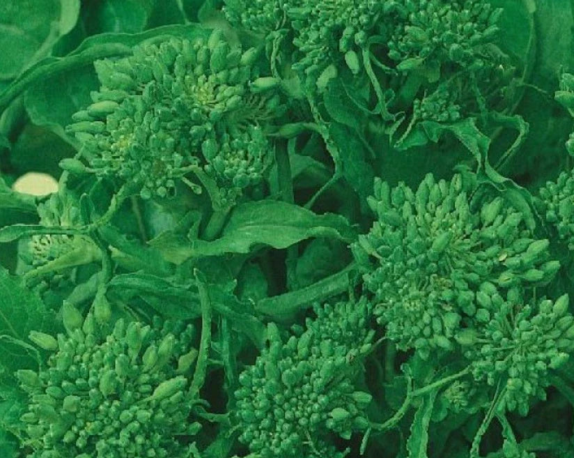 Rapini Broccoli Seeds - 500 Count Non-GMO Italian Greens, Brassica rapa - Early Fall Variety for Home Gardens