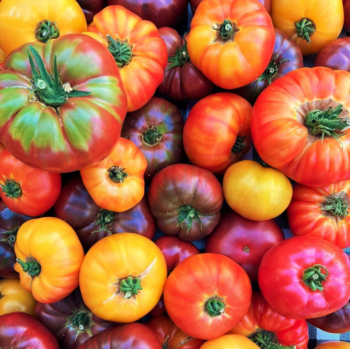 Rainbow Mix Beefsteak Tomato Seeds | Packet of 25 | Mixed Color Vegetable Seed | Solanum lycopersicum | Non-GMO