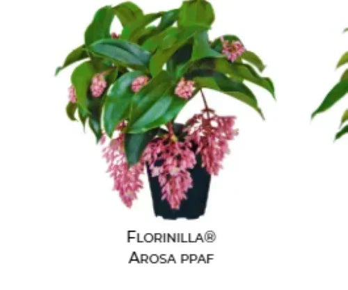 Medinilla Plant Starter | 4-Inch Live Plant | AROSA Magnifica | Rare Tropical Flowering Plant | Medinilla magnifica