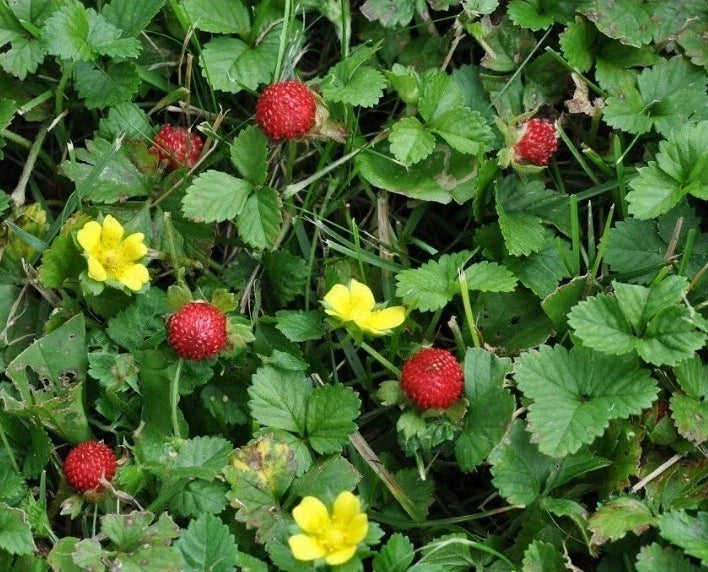 Indian Strawberry Seeds - 100+ Premium Duchesnea indica for Ground Cover, Edible Fruit, USA Grown