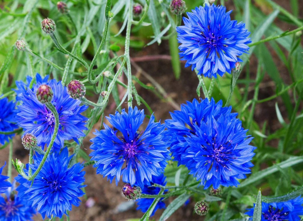 Dwarf Bachelor Button Seeds - 200 Heirloom Non-GMO Seeds - Centaurea cyanus - Blue, Pink & White Blooms - USA Grown