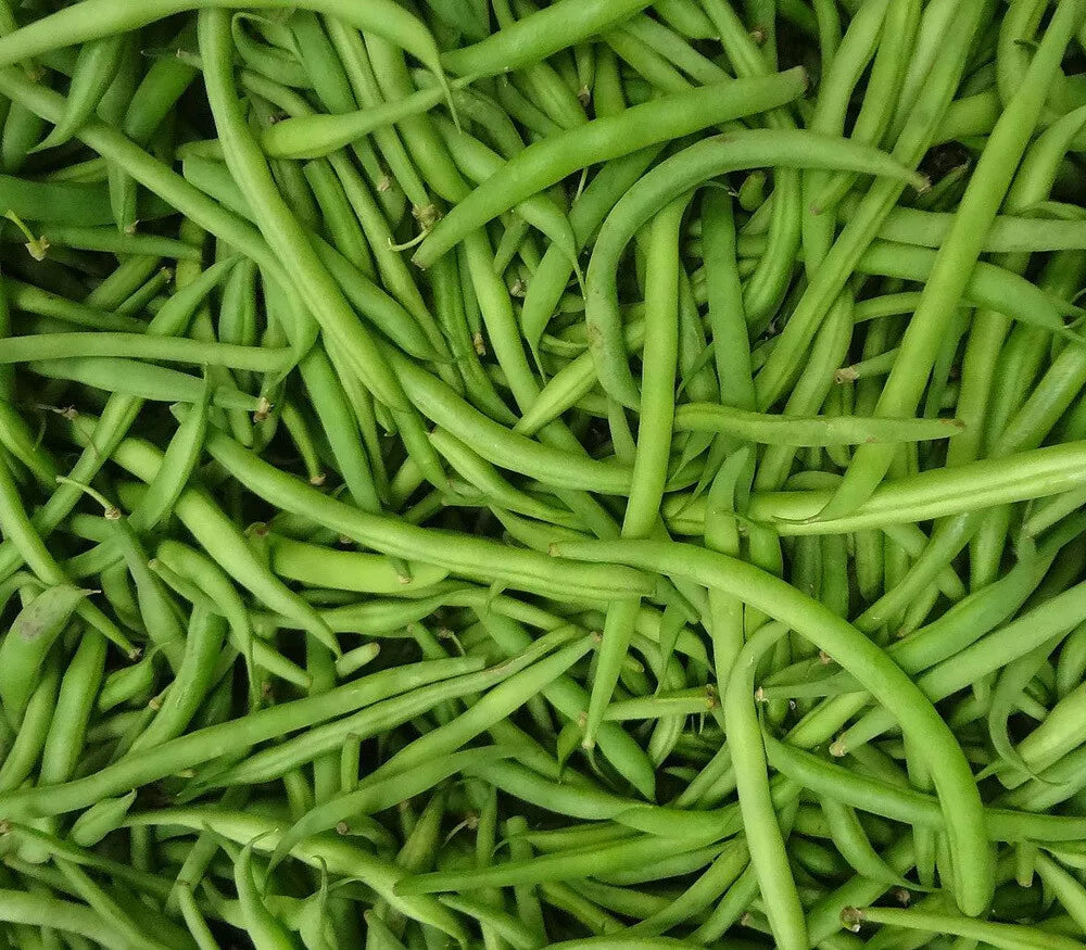 Stringless Green Bean Seeds 1/4 LB Non-GMO Phaseolus vulgaris Garden Vegetable Seeds for Home Gardening