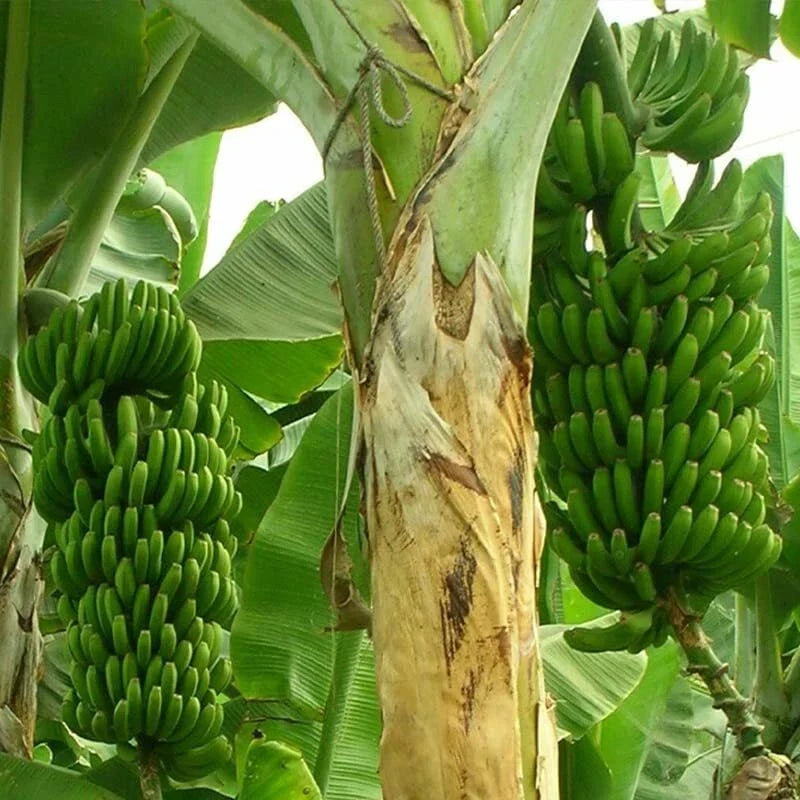 Wild Banana Tree Seeds - 10 Seeds - Musa acuminata - Tropical Fruit Planting - Fast-Growing Edible Banana Plant
