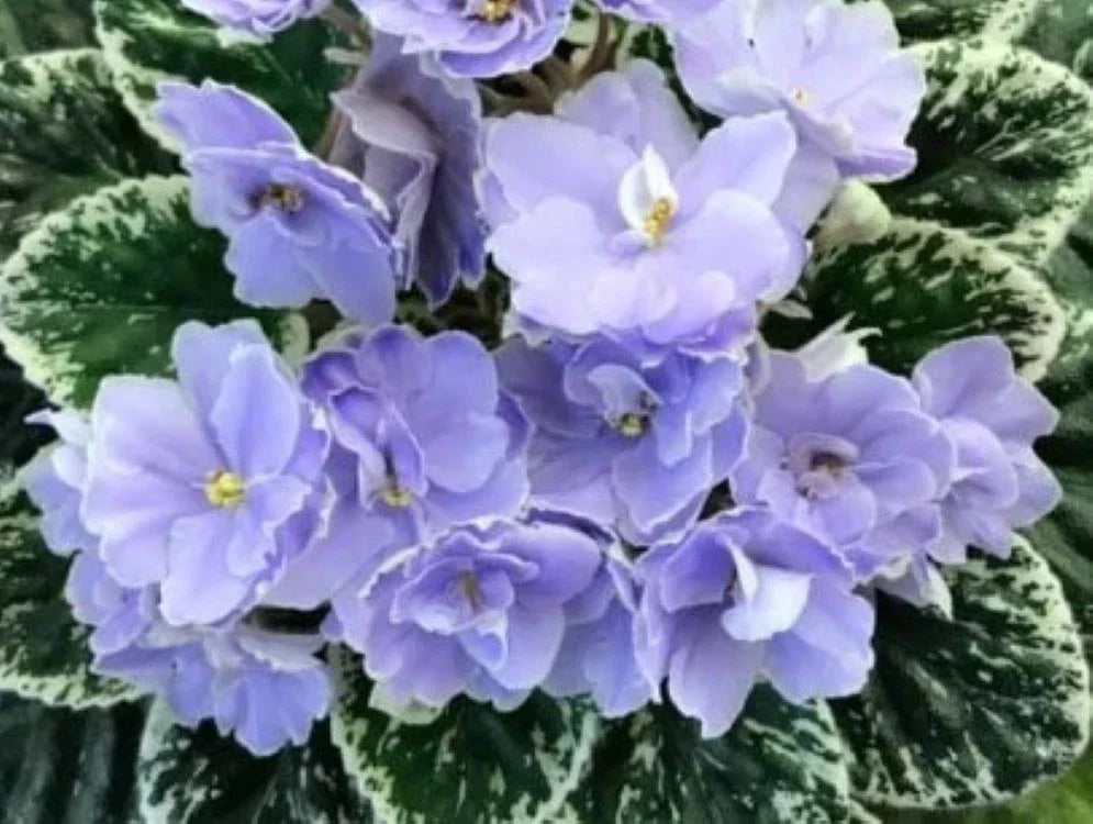 African Violet Leaves 2 Pack Hunter's Blue Northern Saintpaulia ionantha - Easy to Grow Indoor Plant Foliage