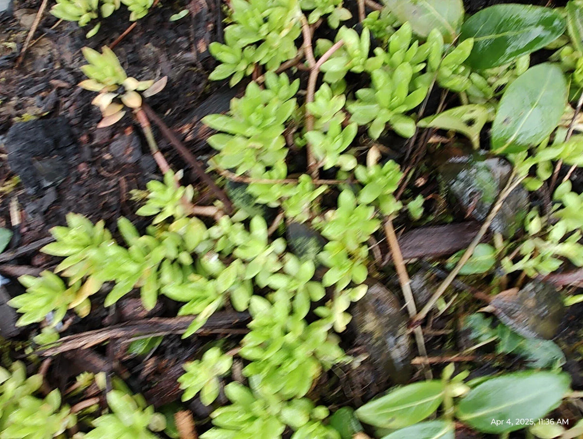 Creeping Sedum Groundcover Plants - 50 Perennial Varieties, Sedum spp. - Low Maintenance & Drought Resistant
