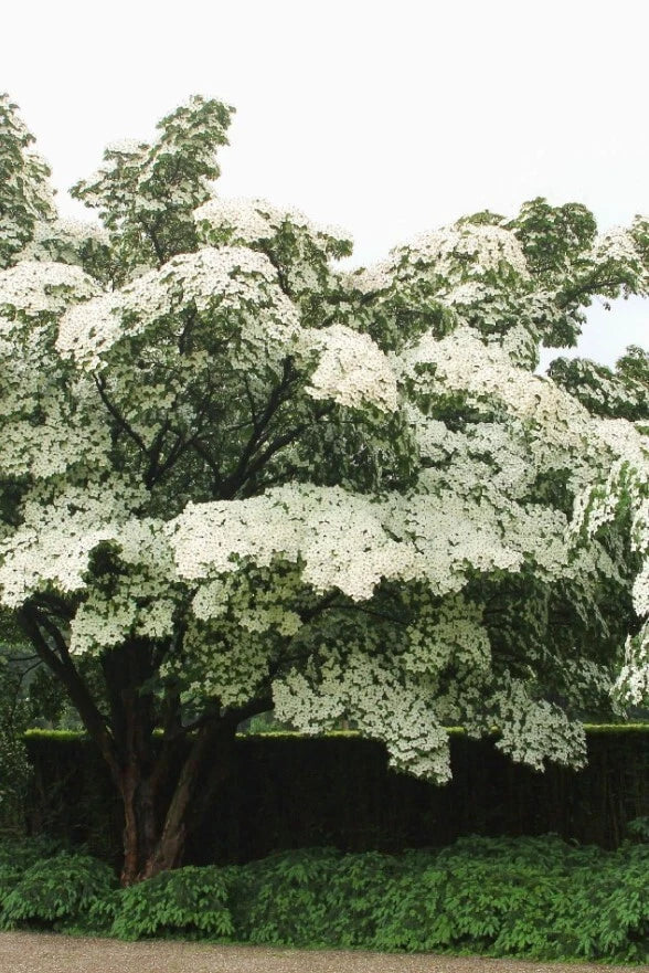Kousa Dogwood Tree 12" Starter Plant White Blooms Cornus kousa in 4" Pot - Low-Maintenance Ornamental Tree