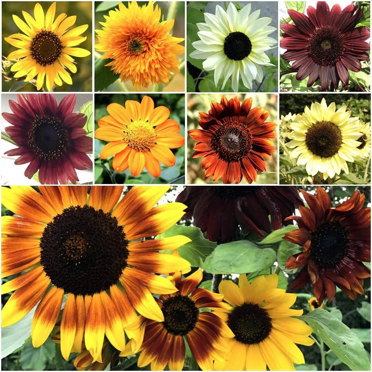 Bulk Sunflower Seeds 1000g | Heirloom Non-GMO | Bright Yellow & Orange Blooms | Helianthus annuus