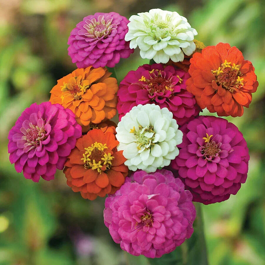 Dwarf Rainbow Zinnia Seeds - Pom Pom Mix - Zinnia elegans - 50 Non-GMO Flower Seeds for Garden & Containers