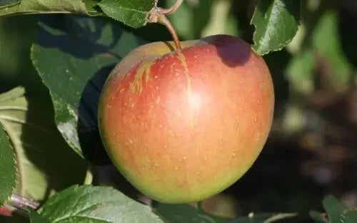 Spigold Apple Seeds - 25+ Pack - Non-GMO Malus domestica - USA Grown for Home Gardens and Orchards