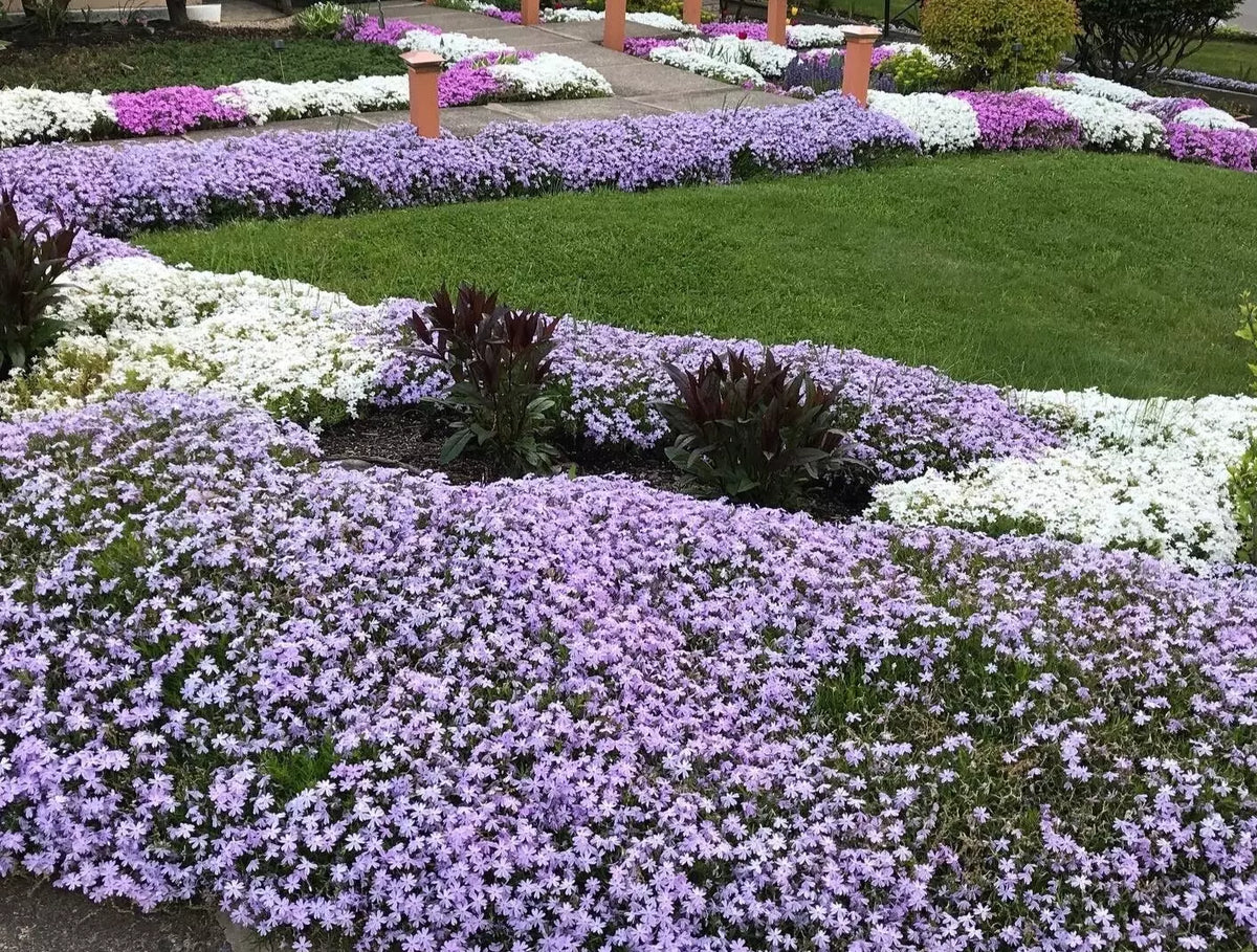 Creeping Phlox Bundle of 8 | Lavender Ground Cover | Deer Proof | Phlox subulata | Low Maintenance Perennial Plants