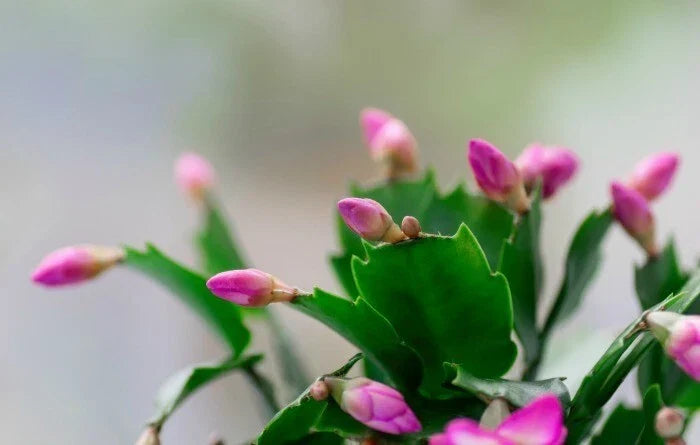 Schlumbergera truncate Starter Plants - 3 Pink Thanksgiving Cactus with Two-Year Roots - Live Indoor Houseplant