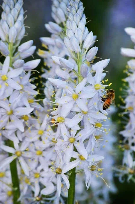 Wild Hyacinth Seeds 50 Count - Blue Flowering - Camassia scilloides - Native Perennial Bulbs for Eco-Friendly Gardening