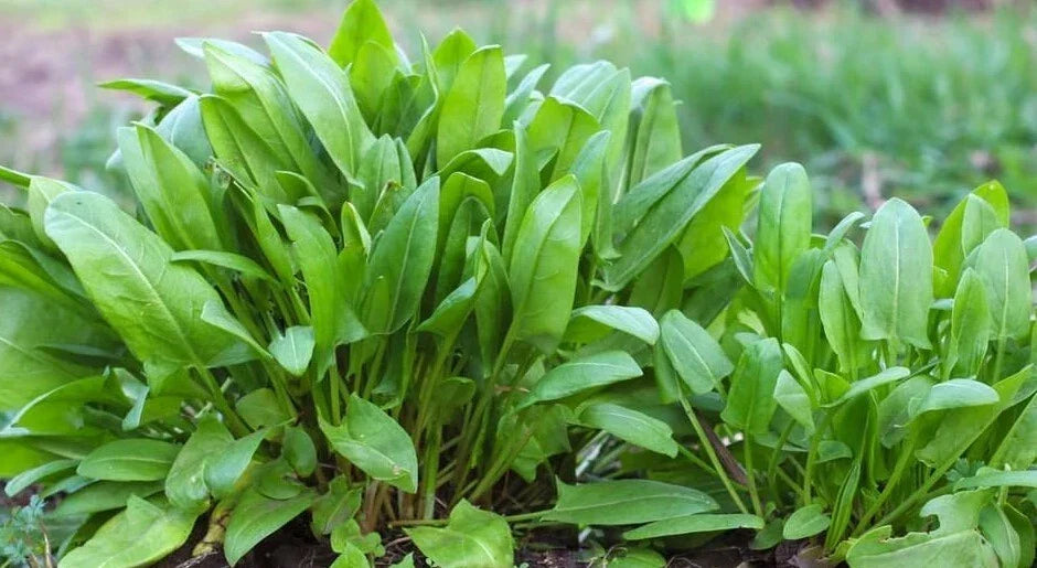 Large Leaf Sorrel Seeds - 500+ Count - Chukakura Culinary Herb - Rumex acetosa var. rubra - Hardy Perennial, USA Grown