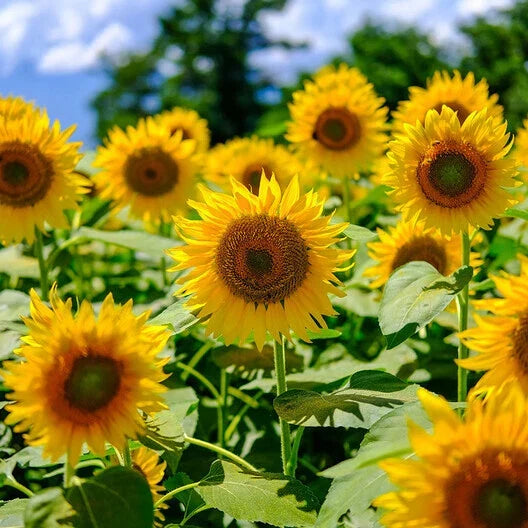 Mammoth Grey Sunflower Seeds - 50 Non-GMO Heirloom Seeds - Helianthus annuus - Edible, Attracts Pollinators, Easy to Grow