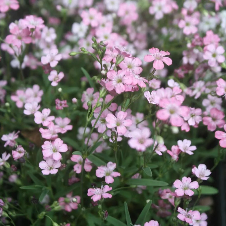 Baby's Breath Seeds - 325 Pink Annual Flower Seeds - Gypsophila elegans - Non-GMO - Easy to Grow for Garden or Arrangements