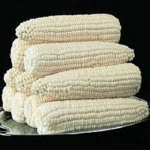 Silver Queen Corn Seeds - 100 Count - High Yield, Sweet Kernels - Zea mays - Non-GMO, Easy to Grow for Home Gardens