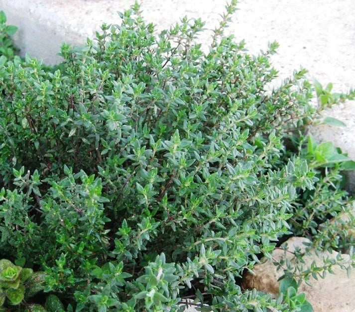 Thyme Seeds 1000+ Heirloom Non-GMO Culinary Herb Seeds (Thymus vulgaris) - Compact Growth for Gardening & Cooking