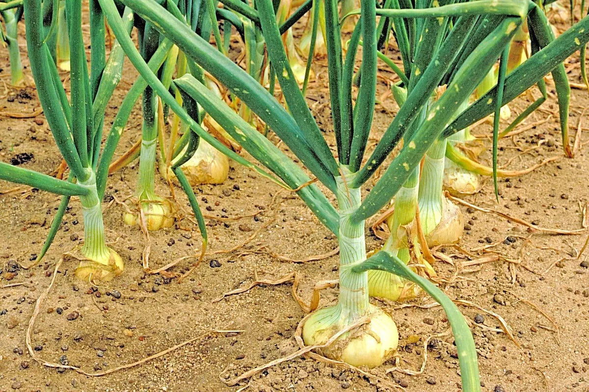 Organic Vidalia Sweet Onion Seeds - Non-GMO, Allium cepa, Perfect for Spring/Fall Garden, Mild Flavor Onions