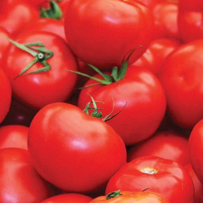 Floradade Tomato Seeds | Heirloom Non-GMO Variety | Solanum lycopersicum | Perfect for Home Gardens