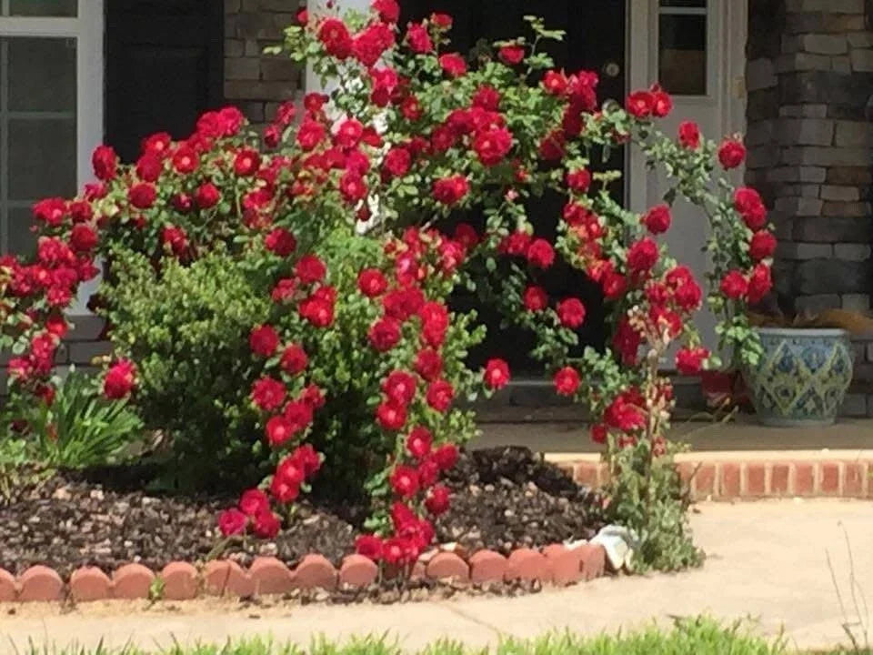 6 Live Cuttings Dr. Huey Rose Plant Pink Climbing Bush Rosa 'Dr. Huey'