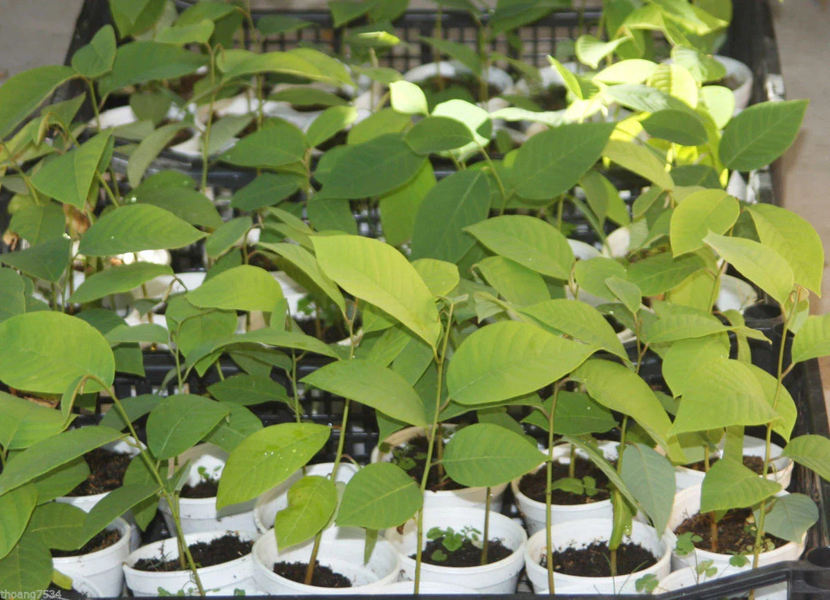 Cherimoya Seedling Plant - Live Rooted Extra Large Fruits - Annona cherimola - Perfect for Home Gardening & Container Planting