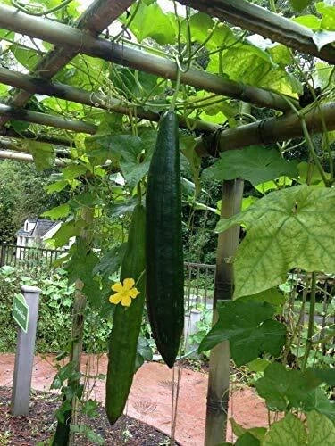 Loofah Gourd Seeds - 20 Seeds - Luffa Sponge Gourd, Easy to Grow, Luffa aegyptiaca, Exotic Vegetable for Garden