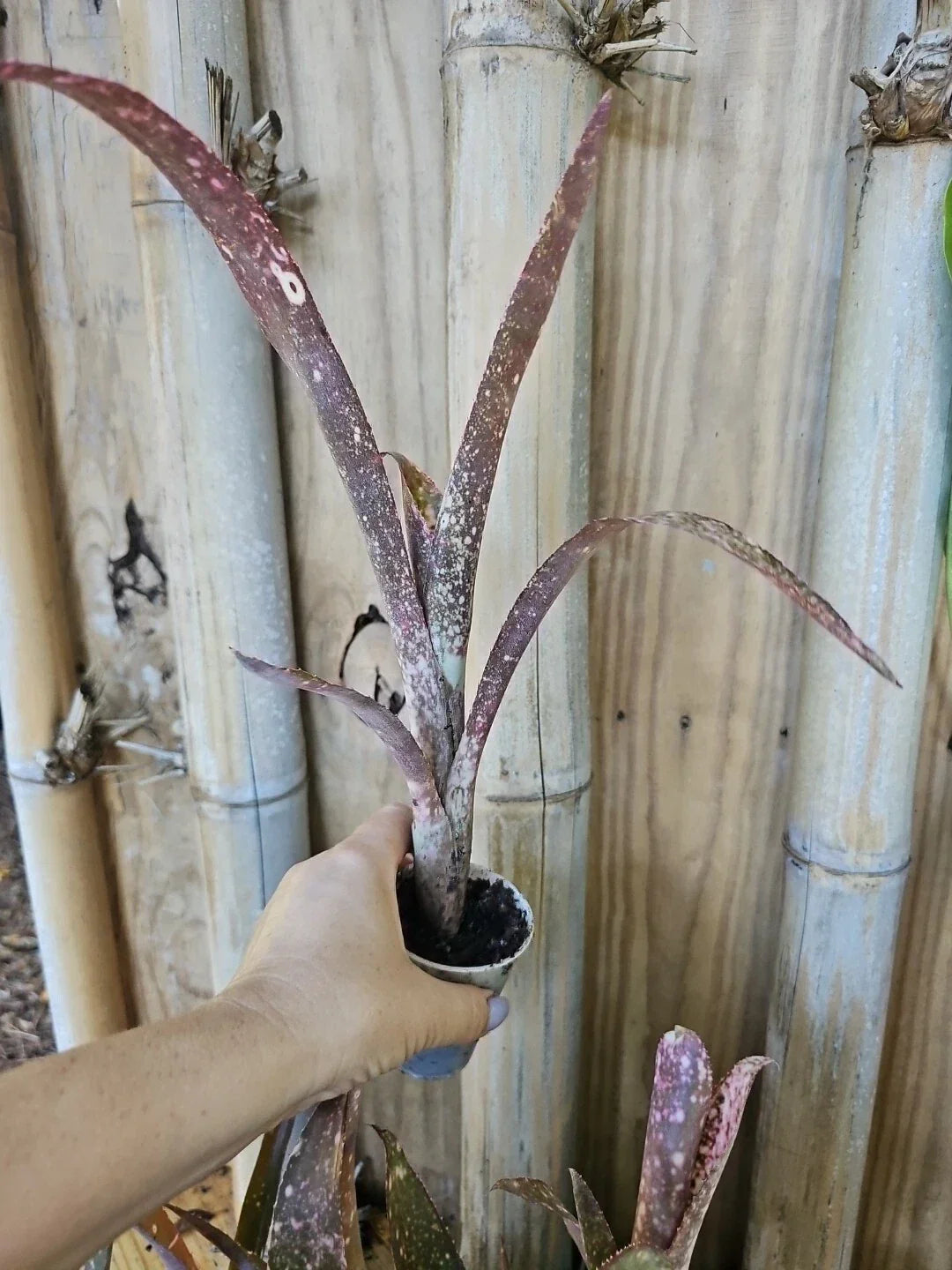 Bromeliad Plant 2.5" Pot Pink Green Polka Dot Billbergia Saundersii Indoor Tropical Houseplant