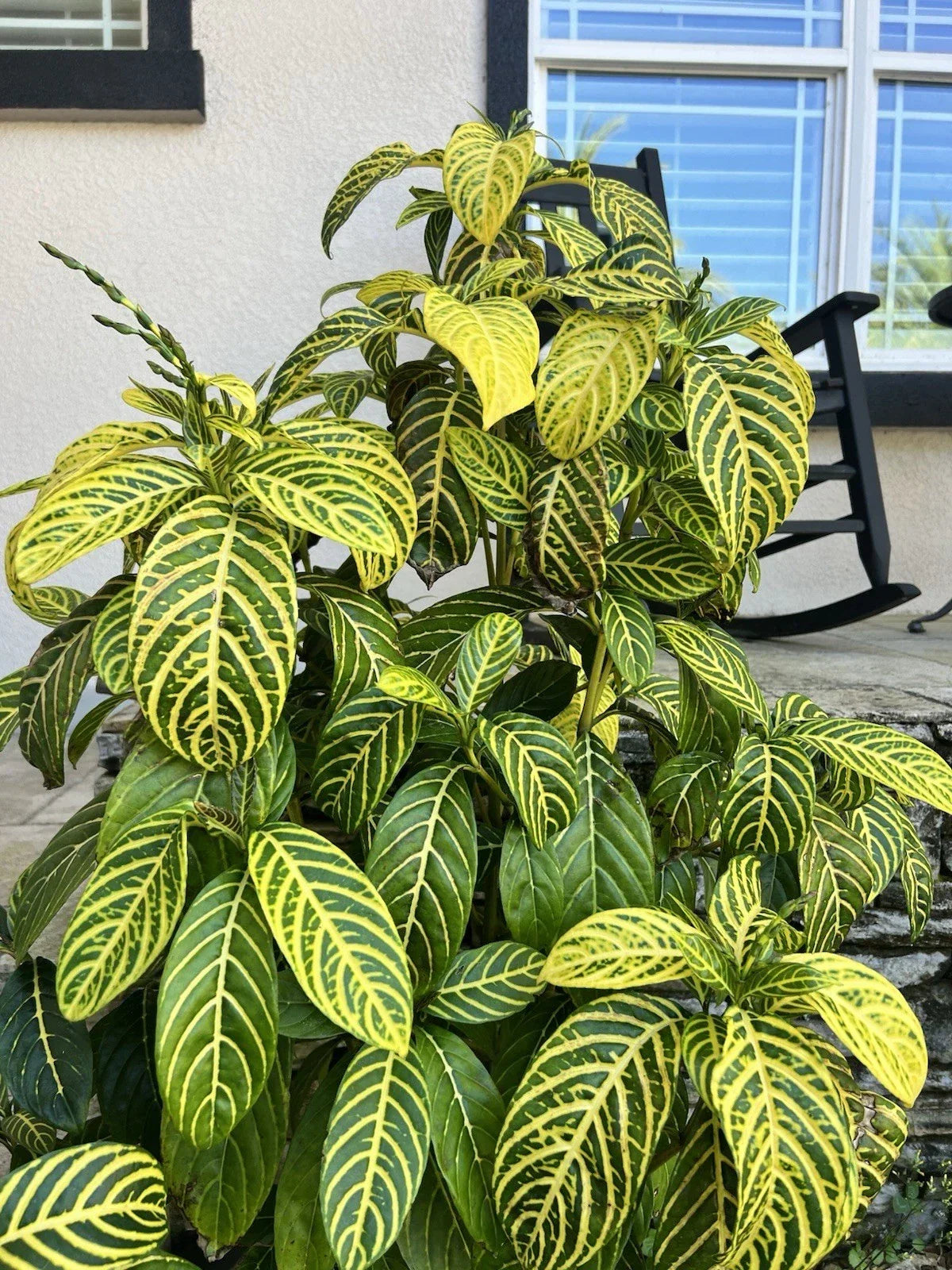 Sanchezia Cuttings - Tropical Foliage Plant - Sanchezia nobilis - Vibrant Green Leaves with Yellow Veins - Indoor Gardening