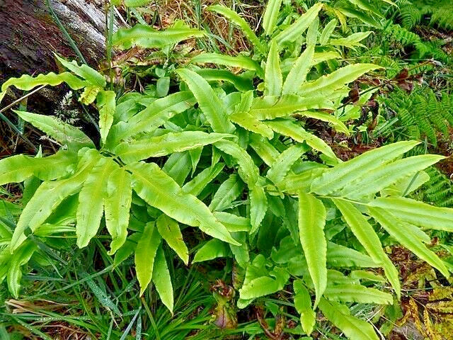 Ribbon Fern Seeds, 1000 Count, Pteris cretica, Hardy to 10°F, Ideal for Shade, Lush Greenery for Gardens and Terrariums