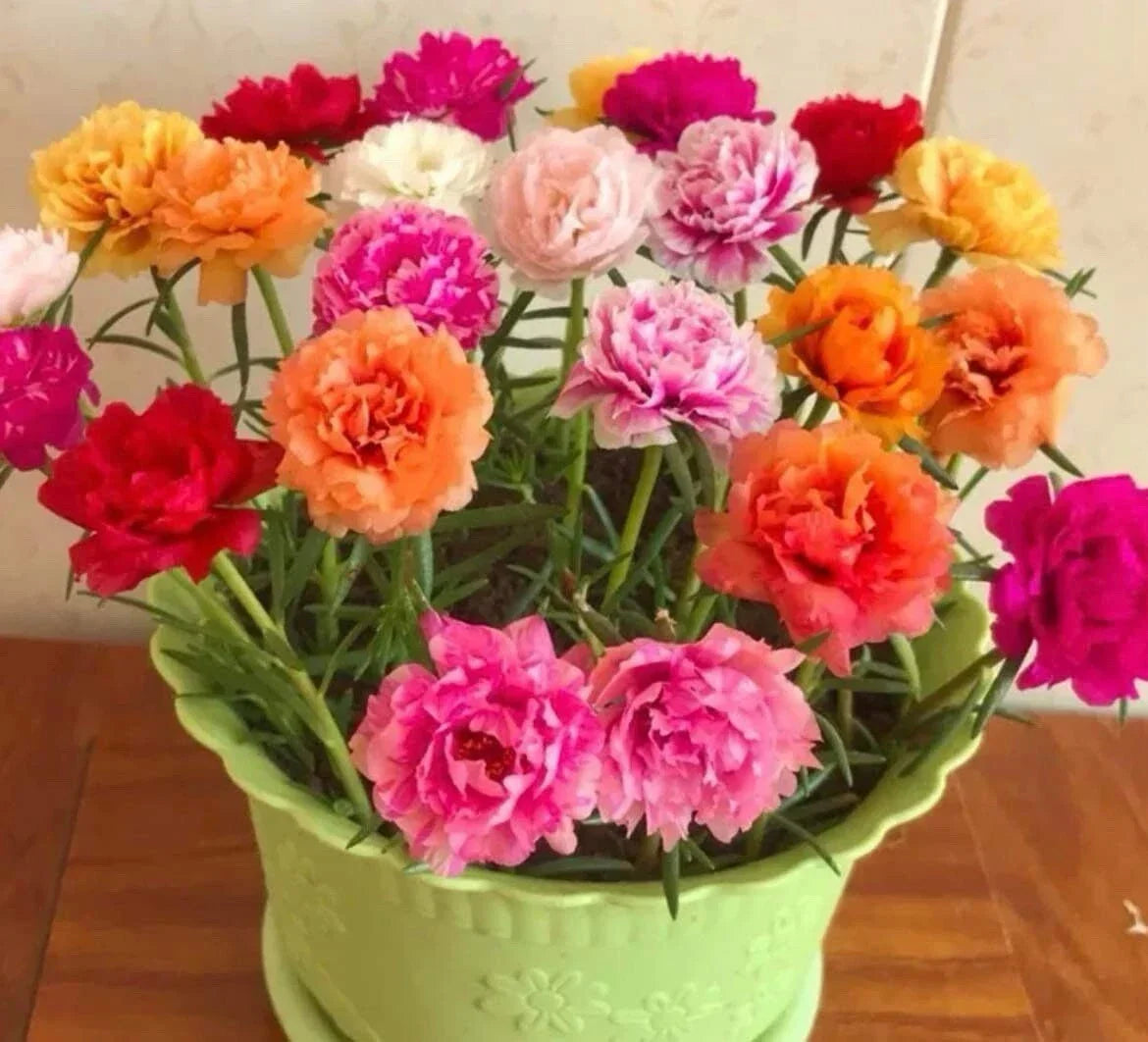 1000+ Seeds Moss Rose Double Mix - Colorful Flower Seeds - Portulaca grandiflora - Drought-Tolerant Garden Plants