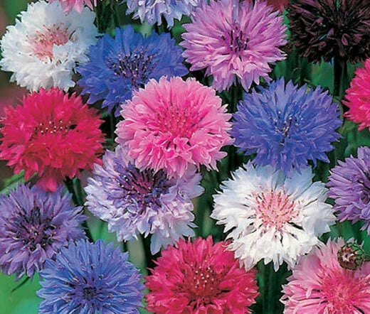 Bachelor's Buttons Seeds - 570 Seeds - Polka Dot Mix Dwarf Variety - Centaurea cyanus - GroCo USA