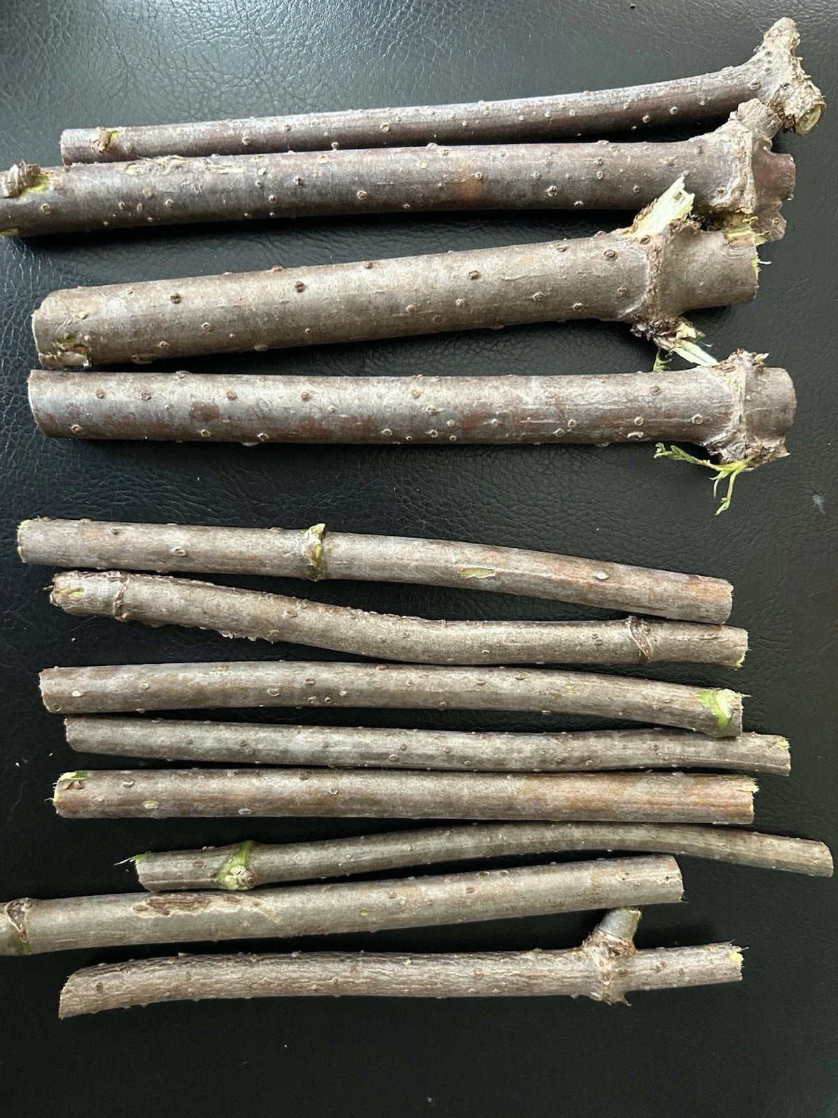 Fresh Elderberry Cuttings - Unrooted Sambucus nigra - Naturally Grown, Lush Quality for Propagation and DIY Gardening