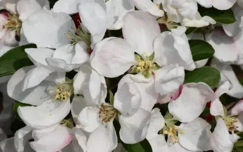 Golden Gem Crabapple Seeds - 25+ Seeds for Planting - Malus coronaria - Vibrant Yellow Fruit - USA