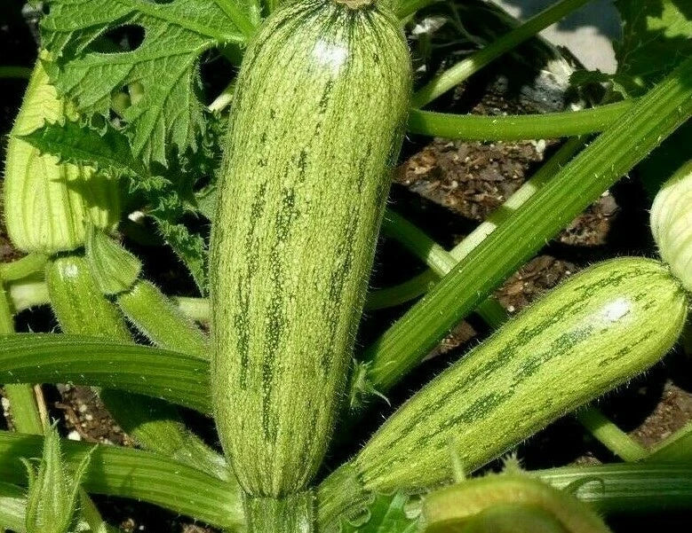Caserta Zucchini Seeds - 20+ Culinary Squash Seeds - Cucurbita pepo - Easy to Grow, High Yield, Perfect for Cooking