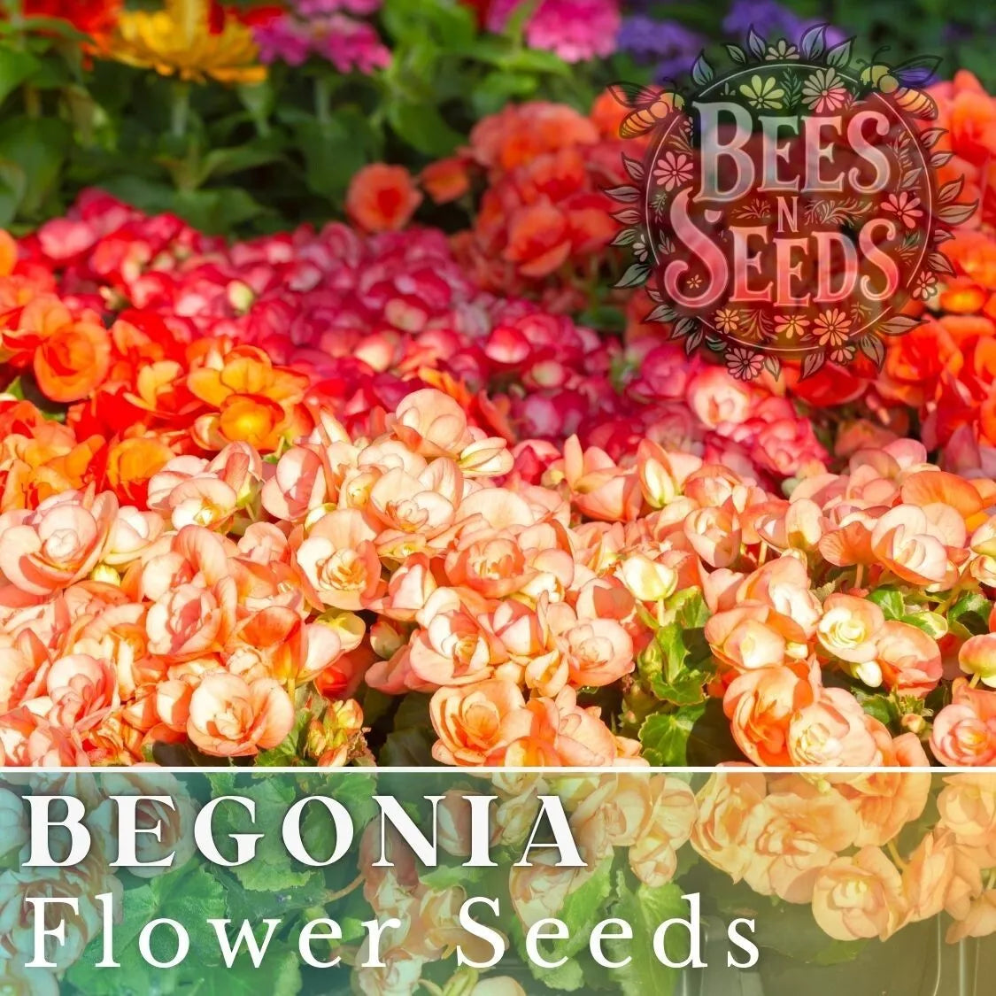 Begonia Seeds - Warm Glow Mix - Non-GMO Flower Seeds - 45 or 125 Count - Begonia spp. for Indoor/Outdoor Gardening