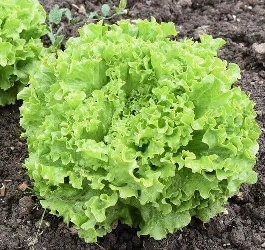 Fresh Lettuce Seeds 4g Grand Rapids Leaf Heirloom (Lactuca sativa) - Non-GMO, Fast-Growing for Home Gardening
