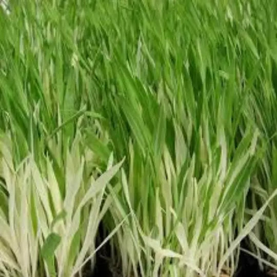 Cat Grass Seeds 30 Count Variegated Hordeum Vulgare Variegata Organic Pet Grass for Cats