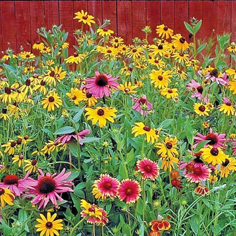 Pollinator Mix Seeds - 4000+ Bulk Annual & Perennial Wildflowers - Native Species for Garden (Various)