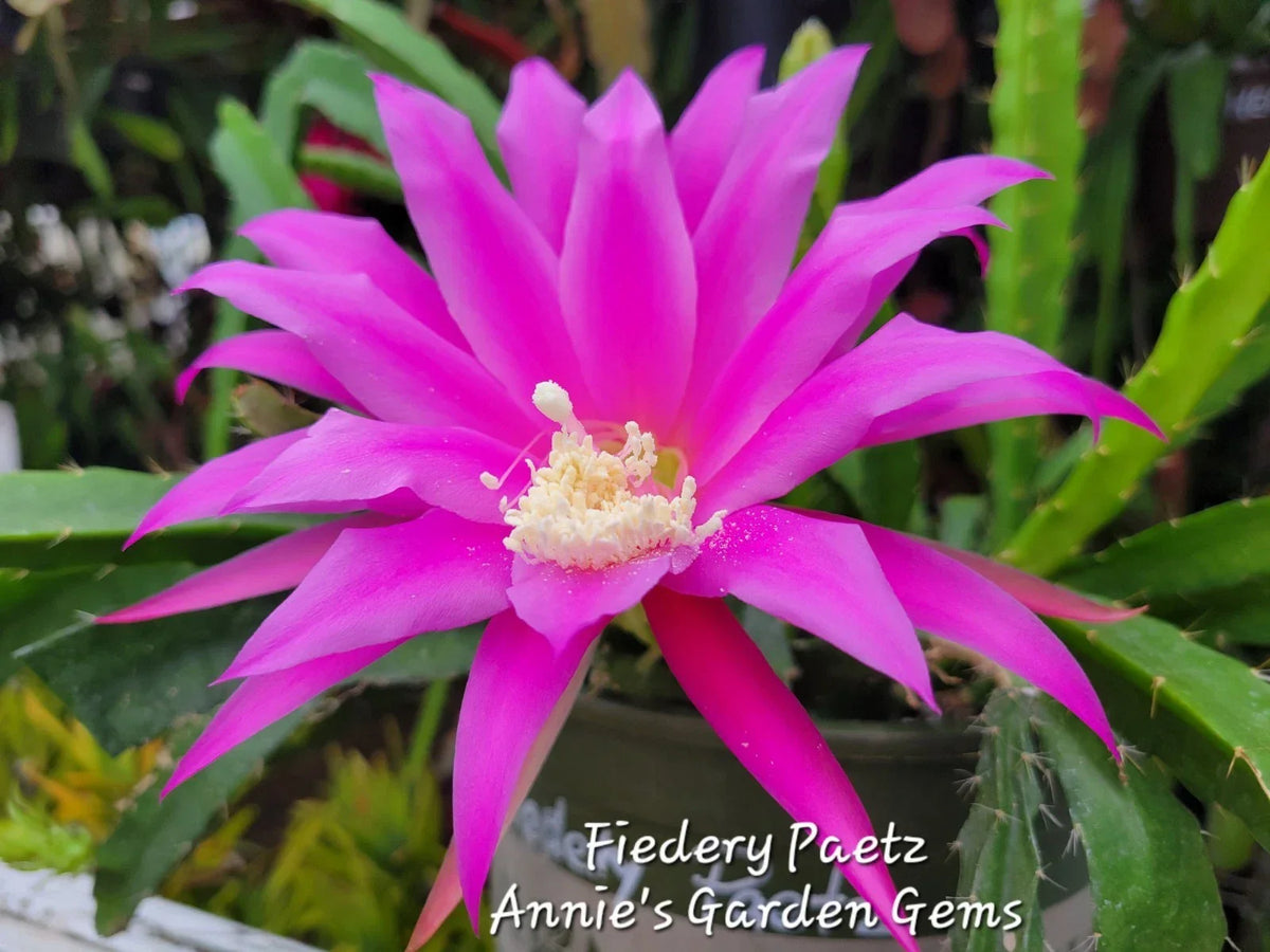 Epiphyllum Cuttings Unrooted 8-10 Inch Fiedery Paetz Cactus Plant for Propagation Epiphyllum fiedleri Indoor Gardening