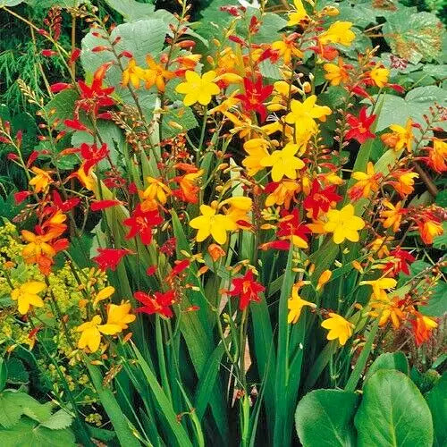 Crocosmia Mix Bulbs 5-Pack - Vibrant Yellow Red Orange Flowers, Pollinator-Friendly, Crocosmia spp., 6-7cm Bulbs