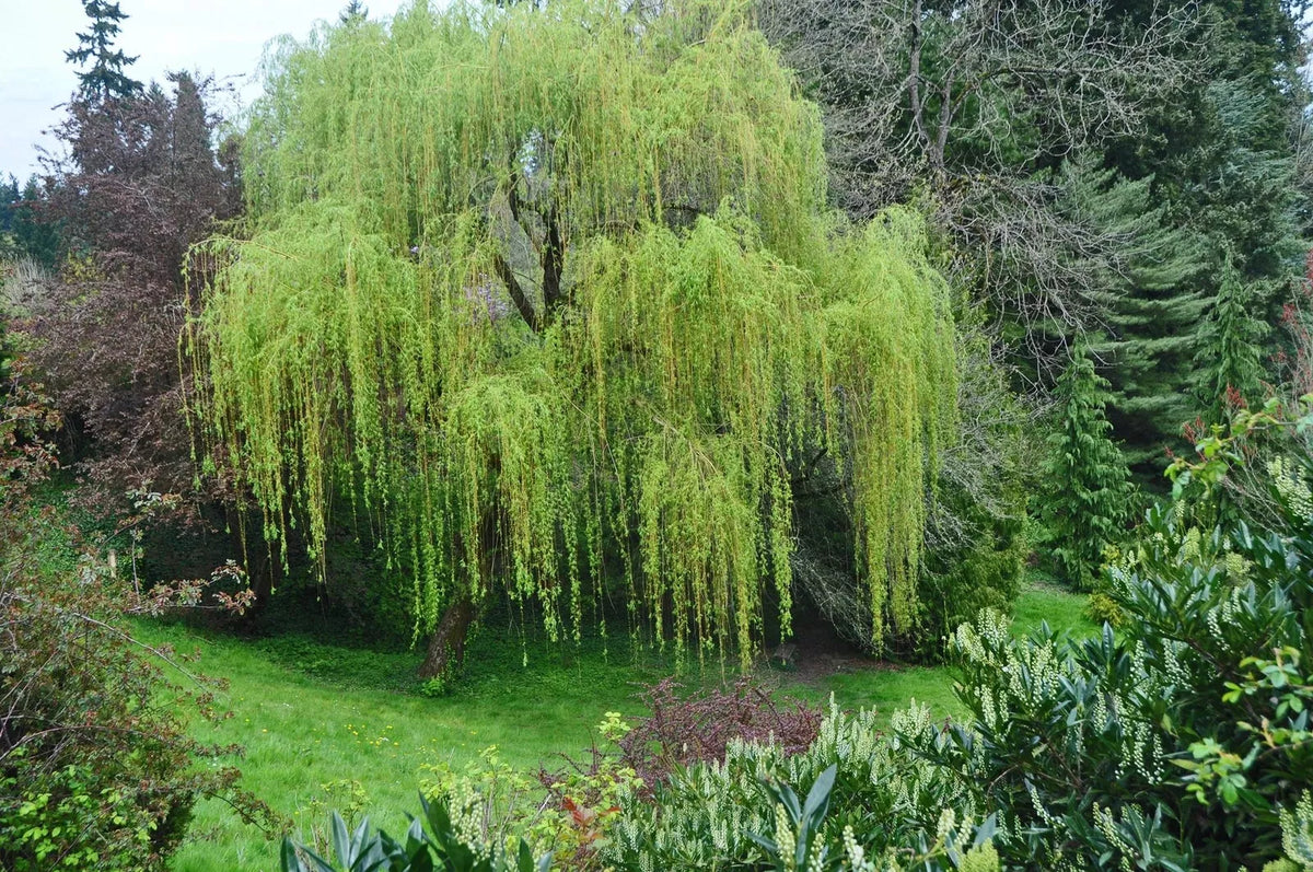 Weeping Willow Tree - Large Arching Canopy - Salix babylonica - Perfect for Memorial and Garden Spaces - Starter Plant