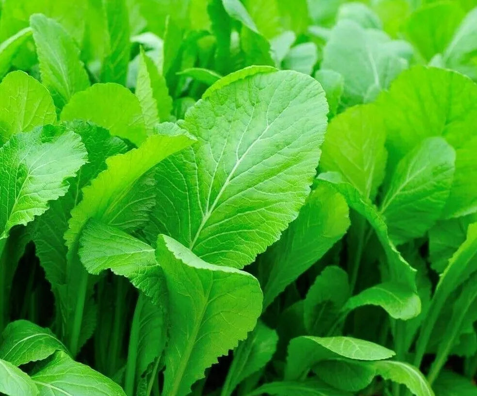 Mustard Seeds 500+ Tendergreen Leafy Greens for Healthy Salads Brassica juncea - Fast-Growing, Nutritious Garden Greens