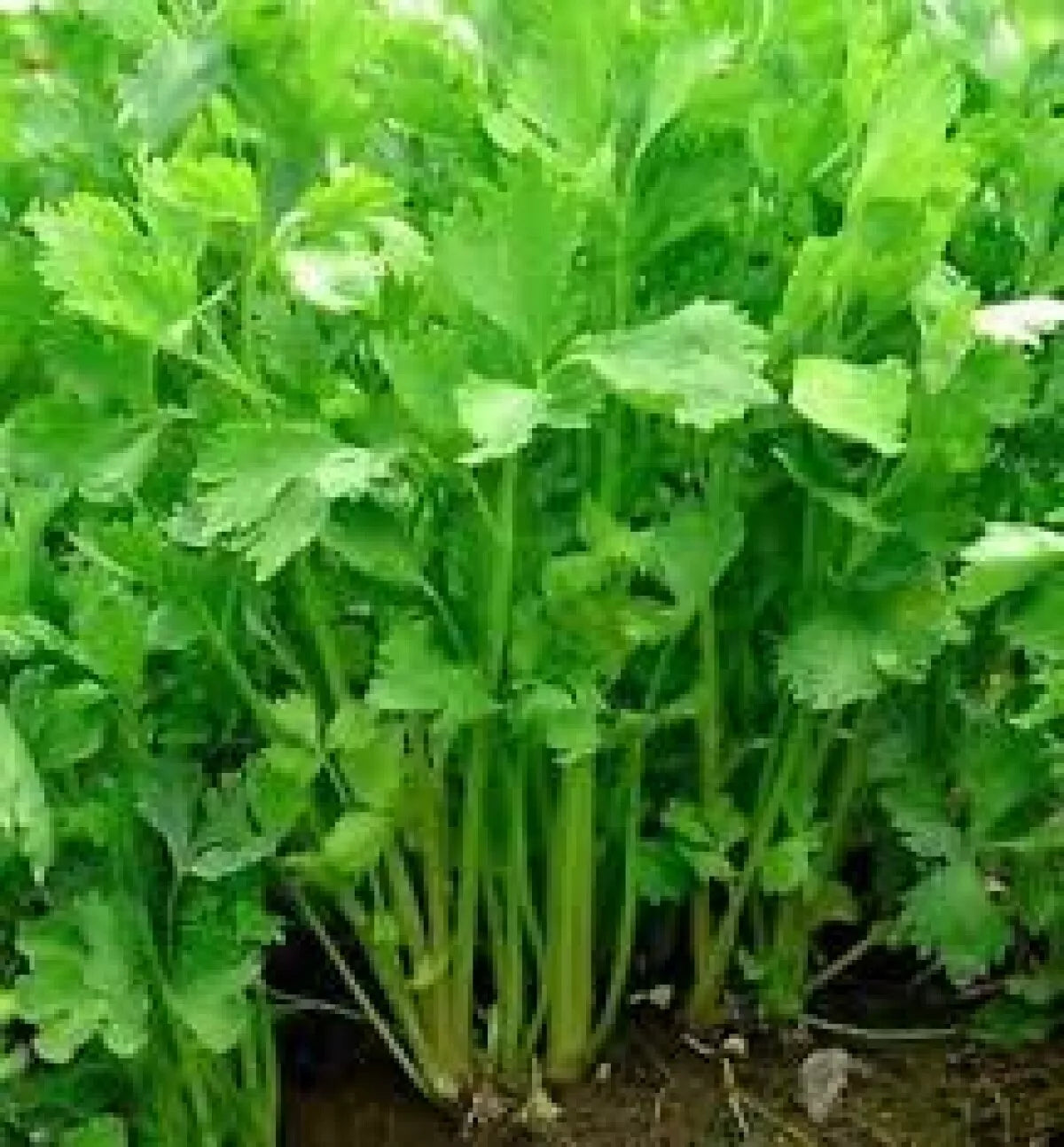Chinese Celery Seeds 1000+ Non-GMO Apium Graveolens for Vegetable Garden, High Yield, Aromatic Flavor