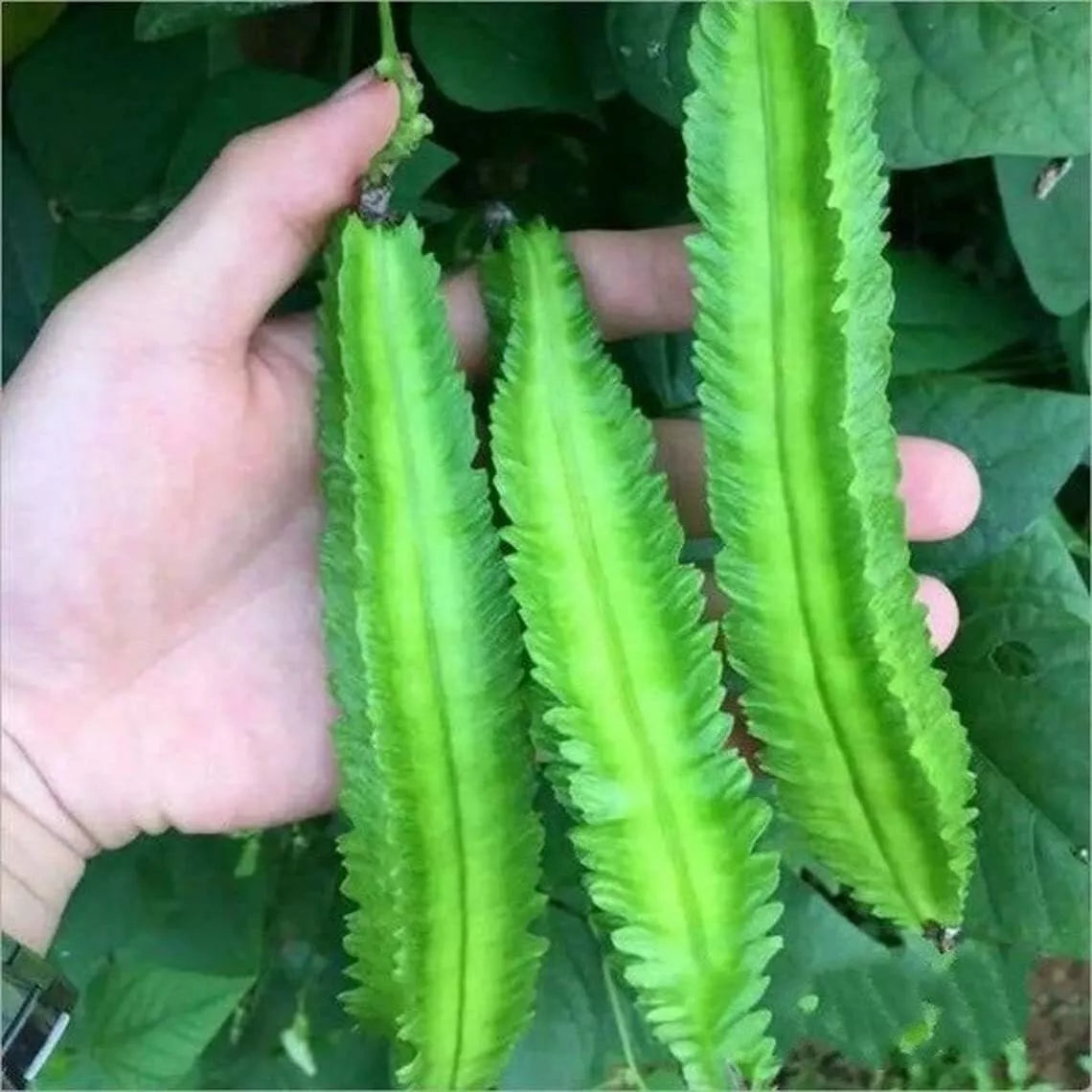 Wing Bean Seeds - 15 Count - Exotic Asian Variety - Psophocarpus tetragonolobus - Easy to Grow Edible Pods and Leaves