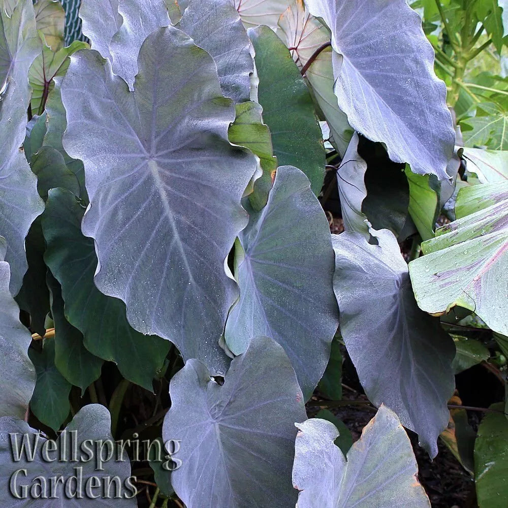 Black Ruffles Elephant Ear Live Plant - 1-Gallon Colocasia esculenta - Unique Dark Foliage for Indoor/Outdoor Gardens