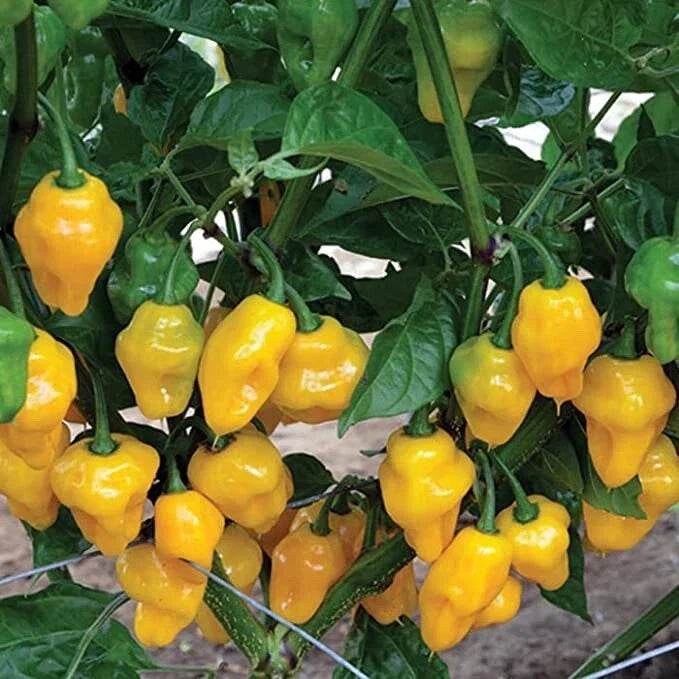 Trinidad Perfume Pepper Seeds - 10 Seeds - Capsicum chinense - Aromatic Sweet Peppers for Home Gardening & Culinary Use