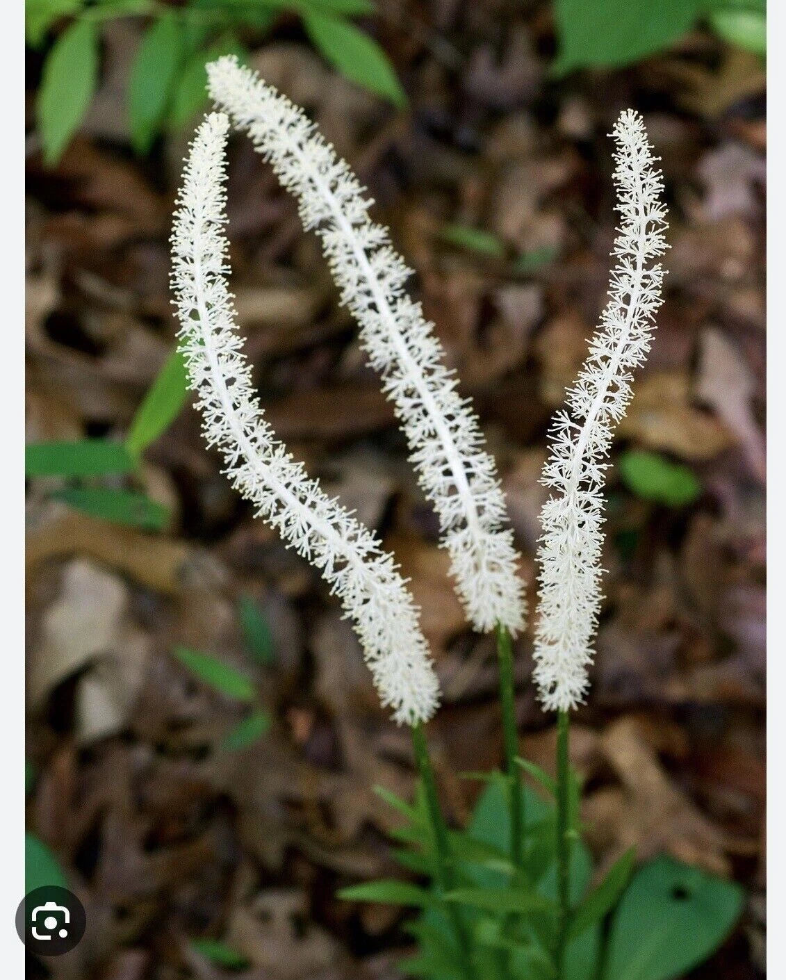 5 Bareroot False Unicorn Plants - Chamaelirium Luteum Wildflower - Appalachian Grown Native Medicinal Shade Garden