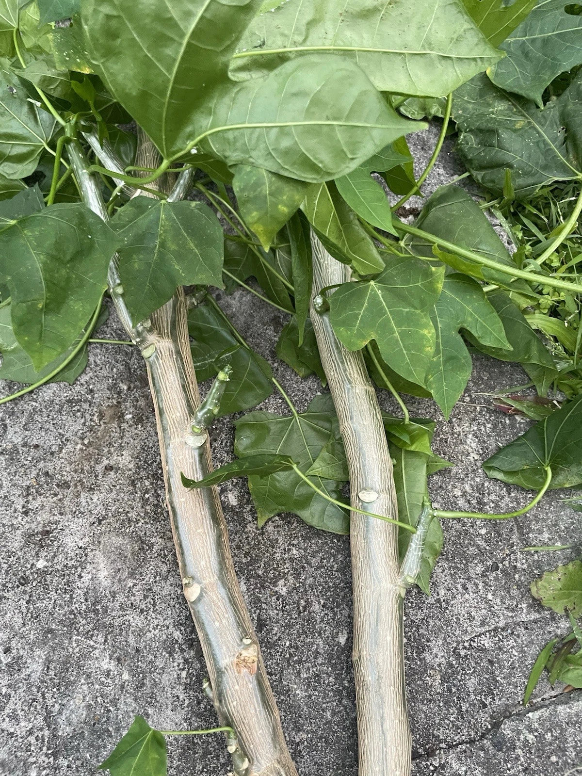 Chaya Cuttings 15 Pack - Maya Tree Spinach - Cnidoscolus aconitifolius - Nutrient-Rich Volcanic Soil Superfood